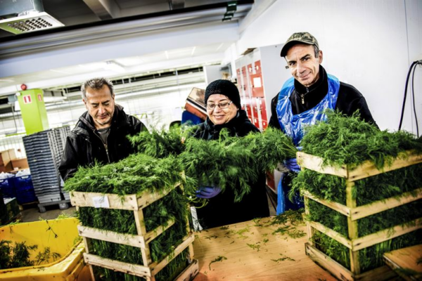 Personer jobbar med grönsaker