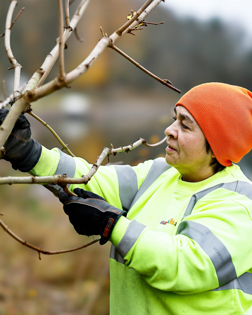 Medarbetare på Samhall i utemiljö som arbetar med grenarna på ett träd.